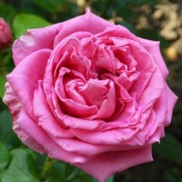 Роза чайно-гибридная Огюст Ренуар (Rose Hybrid Tea Auguste Renoir) 