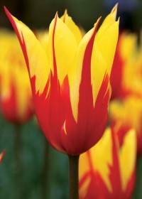 Тюльпан лилиецветный Файр Уингз (Tulipa lilyflowered Fire Wings)