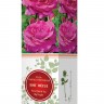 Роза чайно-гибридная Биг Пепл (Rose Hybrid Tea Big Purple)