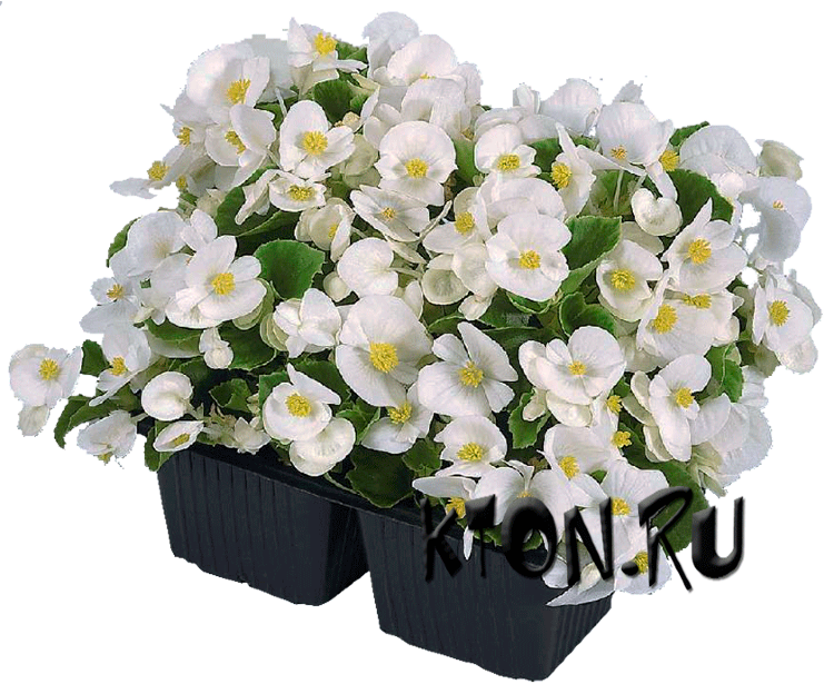 Рассада Бегония Спринт белый (Begonia Sprint Plus White)