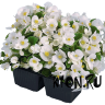 Рассада Бегония Спринт белый (Begonia Sprint Plus White)