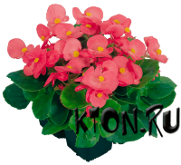 Рассада Бегония вечноцветущая Спринт (Begonia semperflorens Sprint) 6 шт