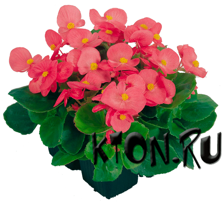 Рассада Бегония Спринт розовый (Begonia Sprint Rose)