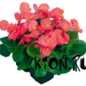 Рассада Бегония Спринт розовый (Begonia Sprint Rose)