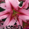 Лилия ОТ гибрид Пёпл Кинг (Lilium OT hybrid Purple King)   