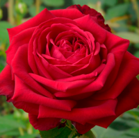 Роза чайно-гибридная Софи Лорен (Rose Hybrid Tea Sophia Loren)