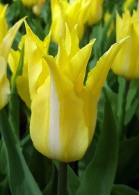 Тюльпан лилиецветный Флорин Шик (Tulipa lilyflowered Florin Shik)