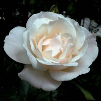 Роза чайно-гибридная Вайт Квин Элизабет (Rose Hybrid Tea White Queen Elisabeth)