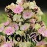 Флокс метельчатый Болд энд Бьютифул (Phlox paniculata Bold and Beautiful)