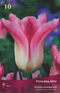 Тюльпан лилиецветный Холланд Шик (Tulipa lilyflowered Holland Chic)