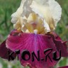 Ирис бородатый Саммер Фиеста (Iris germanica Summer Fiesta)
