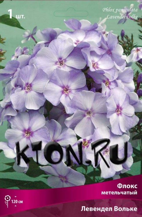 Флокс метельчатый Лавендел Вольке (Phlox paniculata Lavender Wolke)