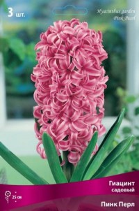 Гиацинт садовый Пинк Перл (Hyacinthus garden Pink Pearl)