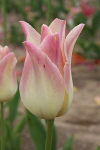 Тюльпан лилиецветный Элегант Леди (Tulipa lilyflowered Elegant Lady)