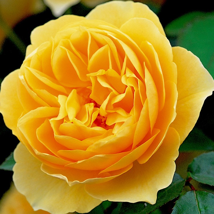 Парковые розы Грэхэм Томас купить в интернет магазине Ктон