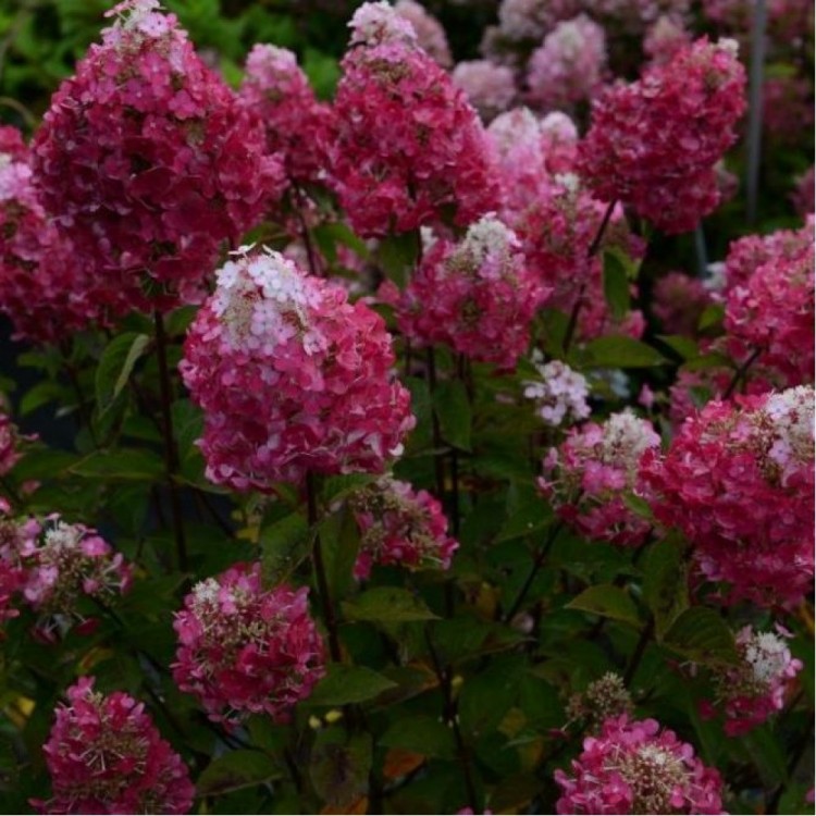 Отзывы О Интернет Магазине Кусты Роз