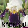 Ирис бородатый Вабаш (Iris germanica Wabash)