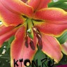 Лилия ОТ гибрид Ред Хот (Lilium OT hybrid Red Hot)      