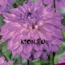 Георгина декоративная Лейк Мичиган (Dahlia decorative Lake Michigan)