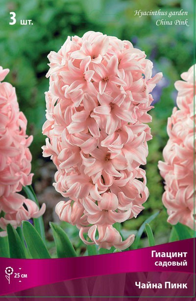 Гиацинт садовый Чайна Пинк (Hyacinthus garden China Pink)