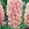 Гиацинт садовый Чайна Пинк (Hyacinthus garden China Pink)