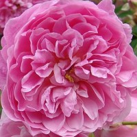Роза парковая английская Харлоу Карр (Park English rose Harlow Carr)