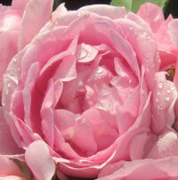 Роза парковая Монинг Эльбрус (Park rose Moning Elbrus)