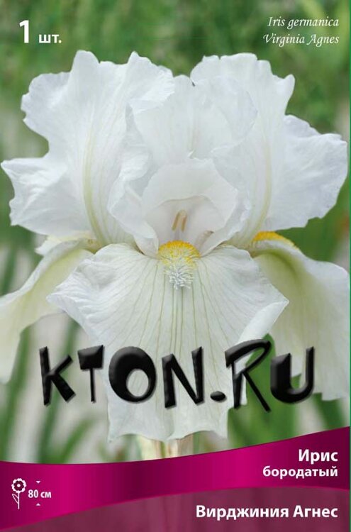 Ирис бородатый Вирджиния Агнес (Iris germanica Virginia Agnes)