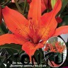 Лилия азиатская горшечная Виннинг Джой (Lilium asiatic pot Winning Joy)