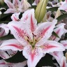 Лилия восточная Ла Рошель (Lilium oriental La Rochelle)