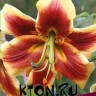 Лилия ОТ гибрид Роберт Свонсон (Lilium OT hybrid Robert Swanson) 