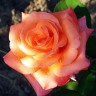 Роза чайно-гибридная Султан (Rose Hybrid Tea Sultane)   