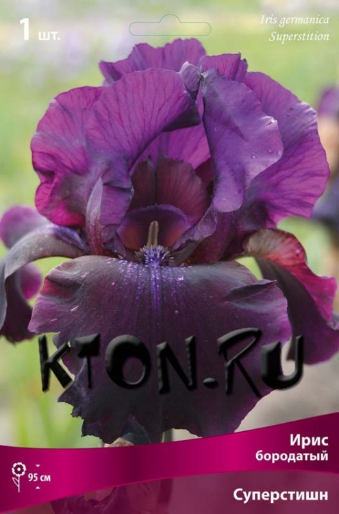 Ирис бородатый Суперстишн (Iris germanica Superstition)