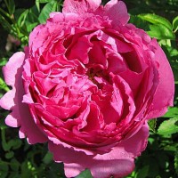 Роза чайно-гибридная Ив Пьяже (Rose Hybrid Tea Yves Piaget)