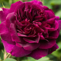 Роза парковая Манте де Велюр (Park rose Monte de Velour)