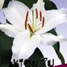 Лилия восточная Мазерс Чойс (Lilium oriental Mother’s Choice)