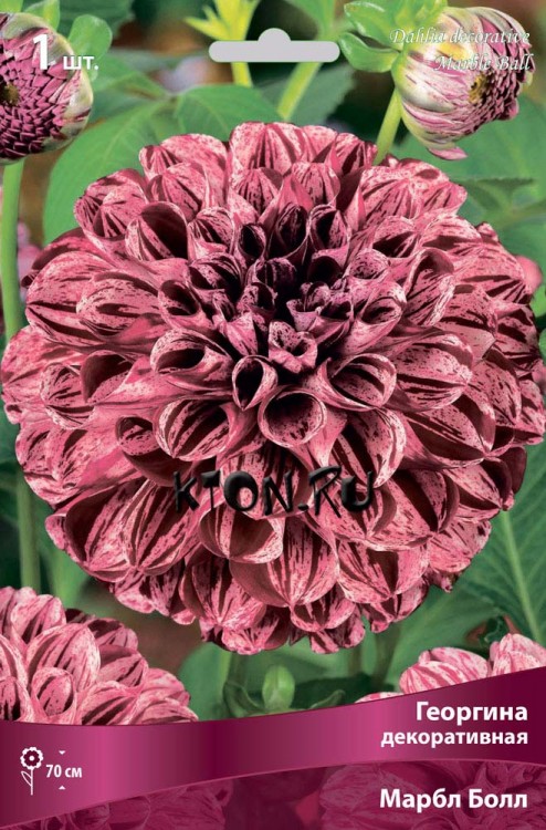 Георгина декоративная Марбл Болл (Dahlia decorative Marble Ball)