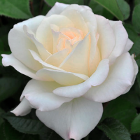 Роза чайно-гибридная Тру Лав (Rose Hybrid Tea True Love)  