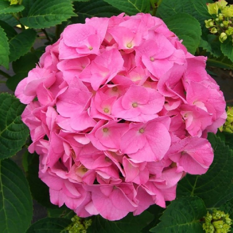 Гортензия розита описание и фото