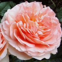 Роза парковая Парфюм Мэджик (Park rose Perfume Magic)