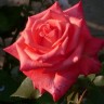 Роза чайно-гибридная Импульс (Rose Hybrid Tea Impulse)