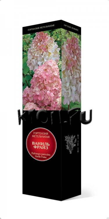 Гортензия метельчатая Коттон Крим (Hydrangea paniculata Cotton Cream)