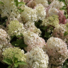 Гортензия метельчатая Коттон Крим (Hydrangea paniculata Cotton Cream)