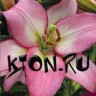 Лилия ЛА гибрид Самур (Lilium LA-hybrid Samur)