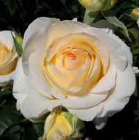 Роза чайно-гибридная Шопен (Rose Hybrid Tea Chopin)  