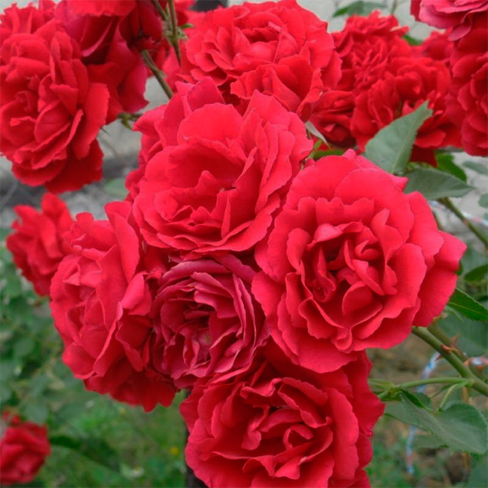 Роза плетистая Симпати (Rose climbing Sympathie)