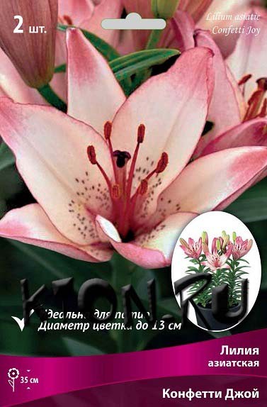 Лилия азиатская горшечная Конфетти Джой (Lilium asiatic pot Confetti Joy)