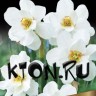 Нарцисс махровый Альбус Пленус Одоратус (Narcissus double Albus Plenus Odoratus)