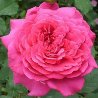Роза чайно-гибридная Иоганн Вольфганг фон Гете (Rose Hybrid Tea Johann Wolfgang von Goethe)