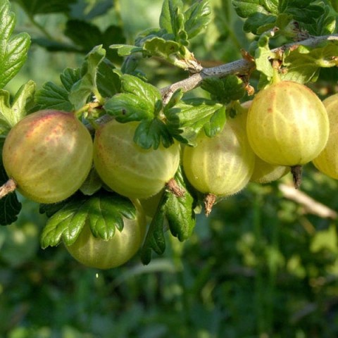Крыжовник Шалун